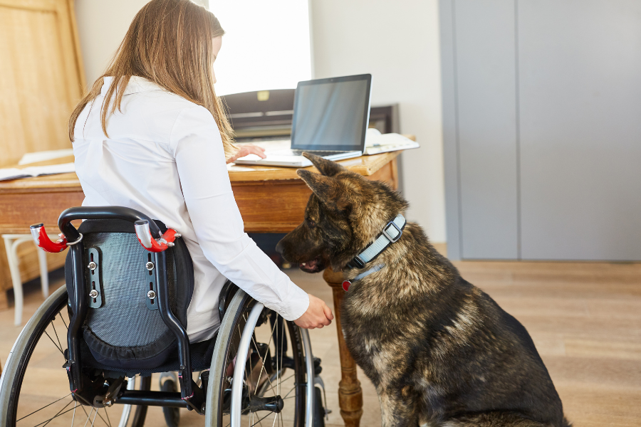 imagen de la noticiaEl nuevo Real Decreto garantiza el acceso universal de perros de asistencia en toda España